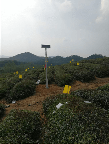 推廣綠色有機技術， 打造優(yōu)質青米磚茶