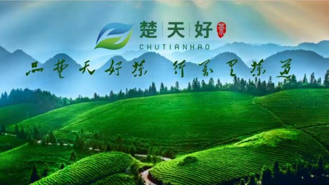【特別關(guān)注】楚天好茶七大平臺賬號開通 誠邀您的關(guān)注！